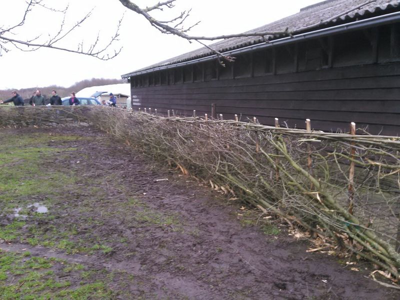 Laying hedge