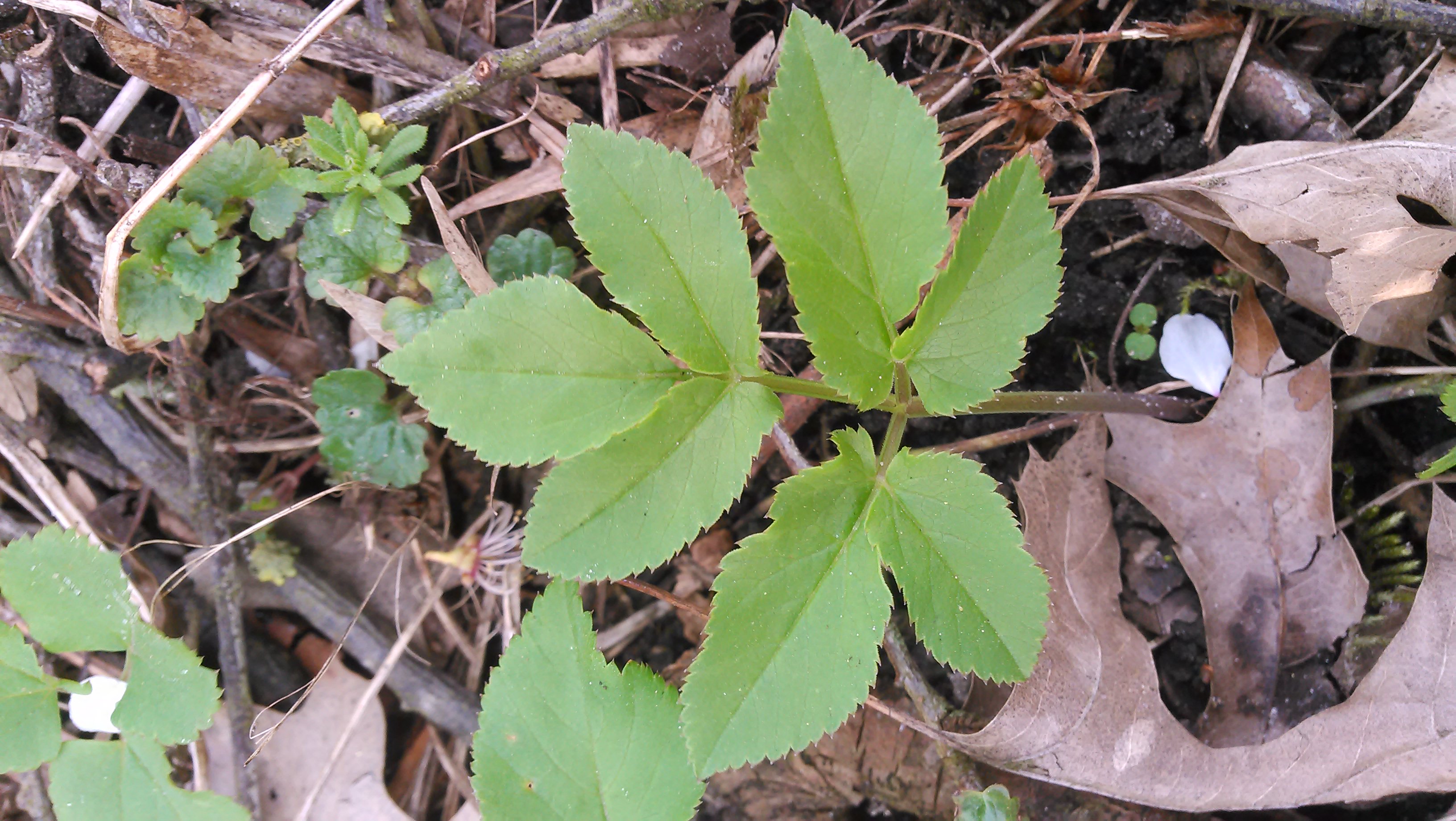 Aegopodium podagraria