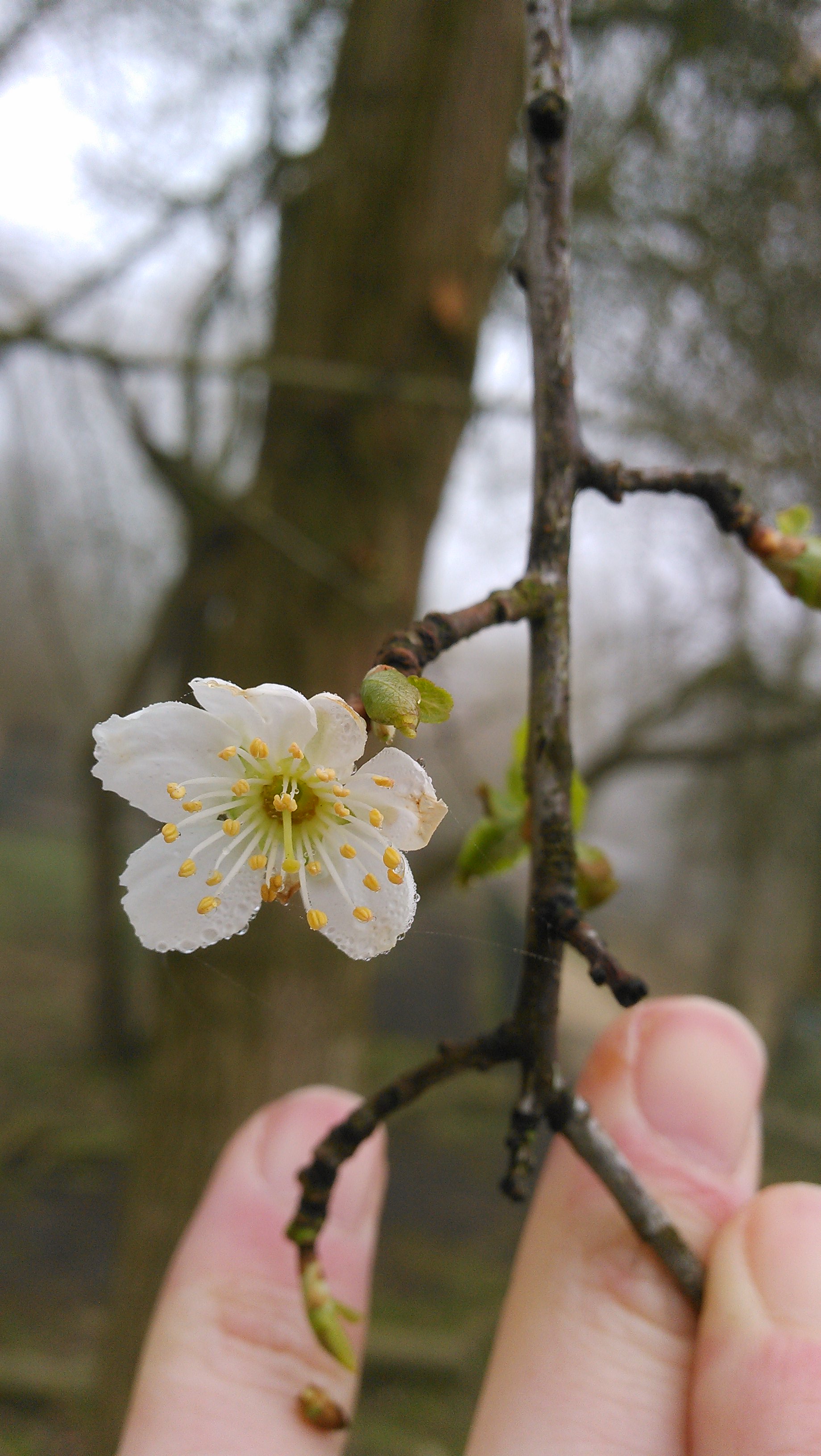Prunus domestica